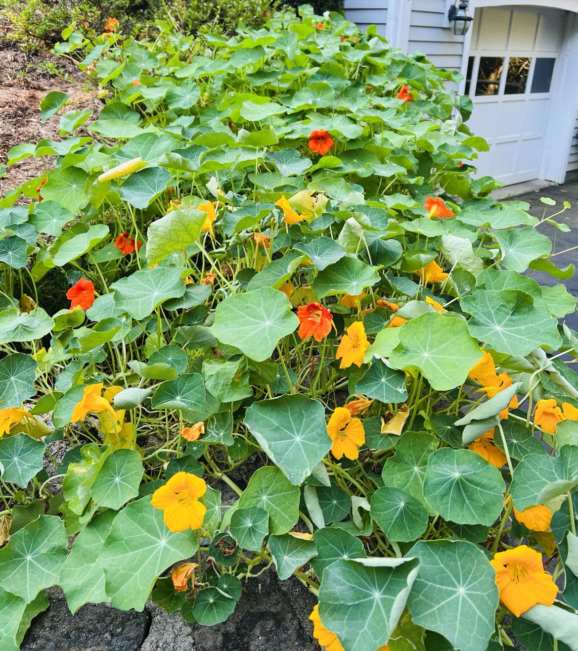 Nasturtiums from seed